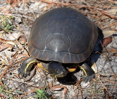 Deirochelys reticularia
