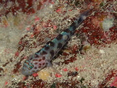Thorogobius ephippiatus