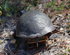 Deirochelys reticularia