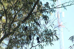 Molothrus rufoaxillaris