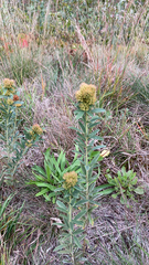 Lespedeza capitata