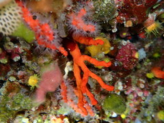Corallium rubrum