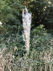 Miscanthus sacchariflorus