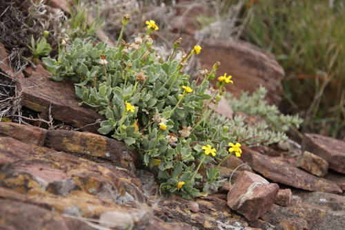 Image of Othonna arborescens by (c) Tony Rebelo, some rights reserved (CC BY-SA)