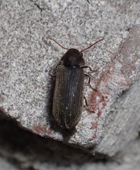 Anobiinae