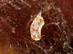 Diaphorodoris papillata