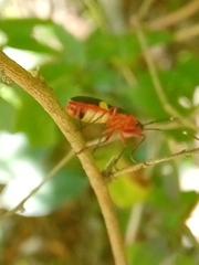 Dysdercus albofasciatus