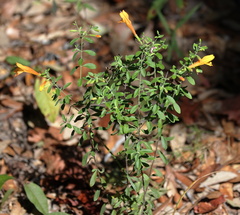 Clinopodium coccineum