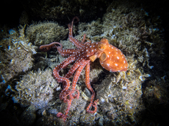 Callistoctopus macropus