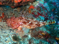 Scorpaena scrofa