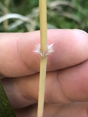 Miscanthus sacchariflorus