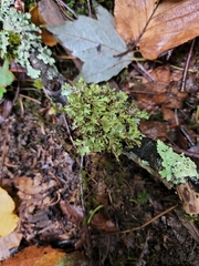 Tuckermanopsis orbata