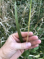 Miscanthus sacchariflorus