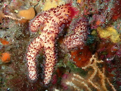 Alcyonium acaule