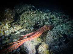Callistoctopus macropus