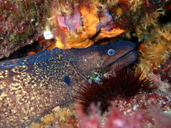 Muraena helena