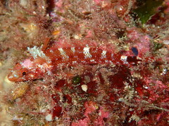 Tripterygion delaisi