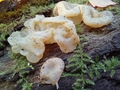 Ductifera pululahuana