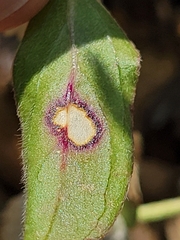 Septoria