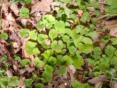 Dichondra repens