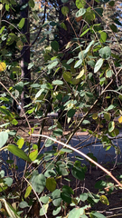 Ceanothus integerrimus