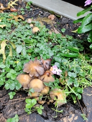 Coprinellus
