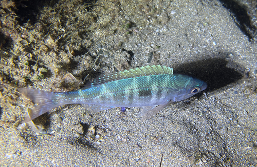 Photo de Mendole (Spicara maena)