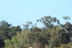 Theristicus caerulescens
