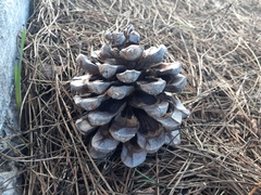 Pinus