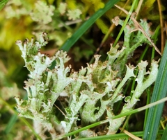 Cladonia gracilis
