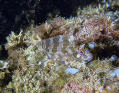 Parablennius gattorugine