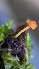 Mycena acicula