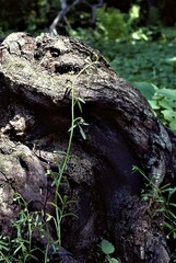 Floerkea proserpinacoides