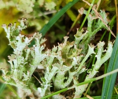 Cladonia gracilis