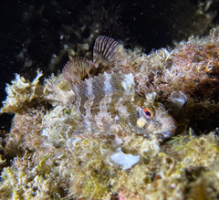 Parablennius gattorugine