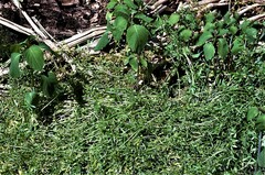 Floerkea proserpinacoides