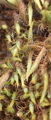 Bartramia breutelii