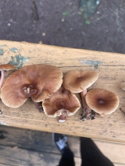 Rhodocollybia butyracea