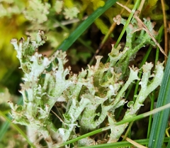 Cladonia gracilis