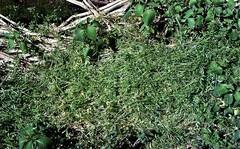 Floerkea proserpinacoides