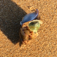 Phasianella australis