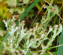 Cladonia gracilis