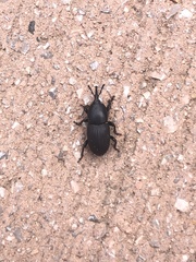 Scyphophorus acupunctatus