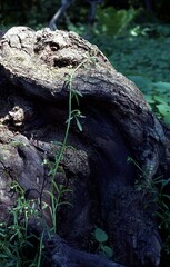 Floerkea proserpinacoides