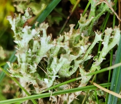 Cladonia gracilis
