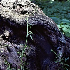 Floerkea proserpinacoides