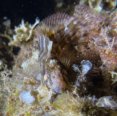 Parablennius gattorugine