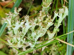 Cladonia gracilis