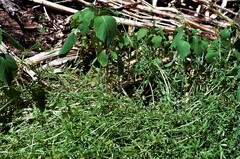 Floerkea proserpinacoides