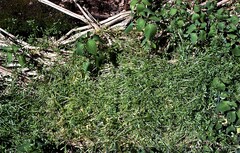 Floerkea proserpinacoides